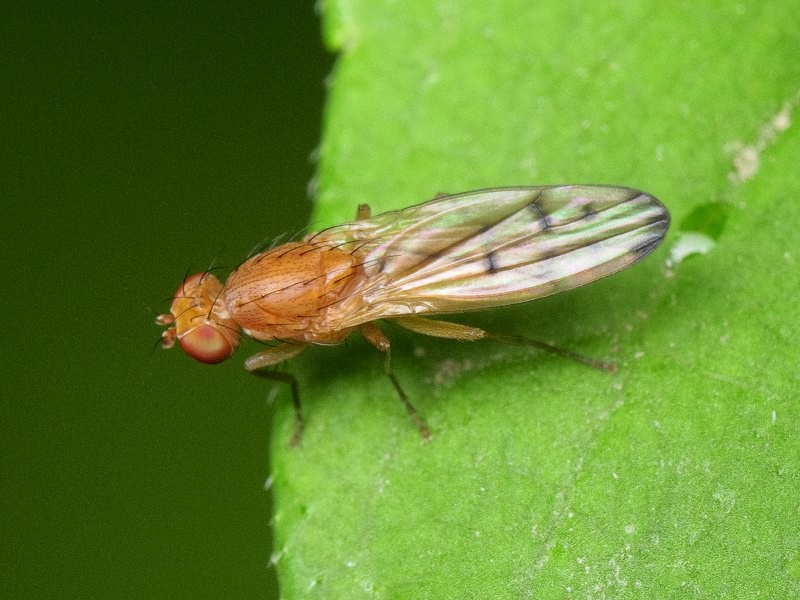 Opomyza florum